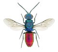 Chrysis ignita, a species of cuckoo wasp Chrysisidae from Europe Royalty Free Stock Photo