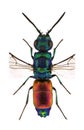 Chrysis insperata