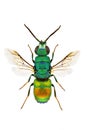 Chrysis marginata