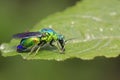 Chrysis shanghaiensis on green leaves Royalty Free Stock Photo