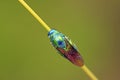Chrysis shanghaiensis on green leaves Royalty Free Stock Photo