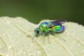 Chrysis shanghaiensis on green leaves Royalty Free Stock Photo