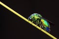 Chrysis shanghaiensis on green leaves Royalty Free Stock Photo