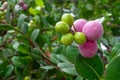 Chrysobalanus icaco, the cocoplum, paradise plum, abajeru or icaco, is found near sea beaches and inland throughout tropical place