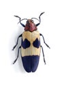 Chrysochroa buqueti rugicollis Royalty Free Stock Photo