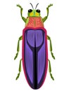 Chrysochroa fulminans firefly cockroach vector illustration