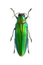 Chrysochroa rajah