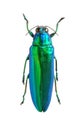 Chrysochroa wallacei Royalty Free Stock Photo