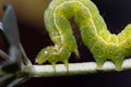 Chrysodeixis chalcites caterpillar walking on a little branch Royalty Free Stock Photo