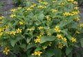Chrysogonum virginianum - golden star Royalty Free Stock Photo