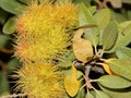 Chrysolepis sempervirens, Dwarf Golden Chinquapin, Bush chinquapin Royalty Free Stock Photo