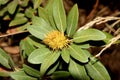 Chrysolepis sempervirens, Dwarf Golden Chinquapin, Bush chinquapin Royalty Free Stock Photo