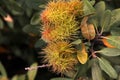 Chrysolepis sempervirens, Dwarf Golden Chinquapin, Bush chinquapin Royalty Free Stock Photo