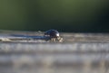 Chrysolina americana or rosemary beetle