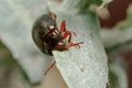 Chrysolina bankii leaf beetle eating a green leaf ona sunny day Royalty Free Stock Photo