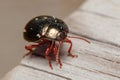 Chrysolina bankii leaf beetle posed on a wooden floor under the sun Royalty Free Stock Photo