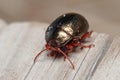 Chrysolina bankii leaf beetle posed on a wooden floor under the sun Royalty Free Stock Photo