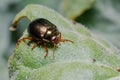 Chrysolina bankii leaf beetle walking on a green leaf on a sunny day Royalty Free Stock Photo