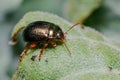 Chrysolina bankii leaf beetle walking on a green leaf on a sunny day Royalty Free Stock Photo
