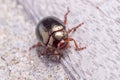 Chrysolina bankii leaf beetle walking on a wooden floor on a sunny day Royalty Free Stock Photo