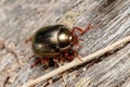 Chrysolina bankii leaf beetle walking on a wooden floor under the sun Royalty Free Stock Photo