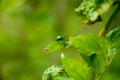 Chrysolina coerulans on green leaves