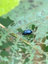 Blue Mint Beetle Chrysolina coerulans leaf damage