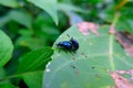 Chrysolina coerulans, the blue mint beetle or blue mint leaf beetle