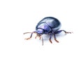 Chrysolina Coerulans Blue Mint Leaf Beetle Insect Macro Isolated on White Royalty Free Stock Photo