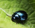 Chrysolina coerulans eating