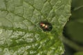 Chrysolina fastuosa, colorful beetle, amazing colors, goes through the leaf, top view Royalty Free Stock Photo