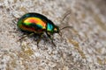 Chrysolina fastuosa colorful beetle Royalty Free Stock Photo