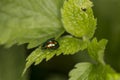 Chrysolina fastuosa, colorful beetle wanders on a green leaf Royalty Free Stock Photo