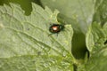 Chrysolina fastuosa, colorful beetle wanders on a green leaf, vi Royalty Free Stock Photo