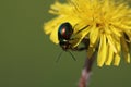 Chrysolina fastuosa, colorful beetle wanders on a yellow dandelion flower, close up Royalty Free Stock Photo