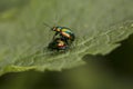 Chrysolina fastuosa, colorful beetles reproduce in the bosom of