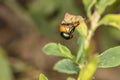 Chrysolina fastuosa, colorful beetles reproduce in the bosom of nature, childbirth