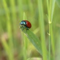 Chrysolina grossa, the red leaf beetle, on grass. Iridescent green and bright red. Close up. Royalty Free Stock Photo