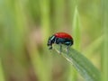Chrysolina grossa, the red leaf beetle, on grass. Iridescent green and bright red. Close up. Royalty Free Stock Photo