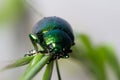 Chrysolina herbacea rests