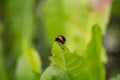 Chrysolina rossia Royalty Free Stock Photo