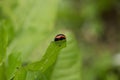 Chrysolina rossia Royalty Free Stock Photo