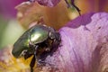 Chrysolina varians beetle on a flower