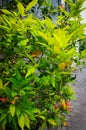 Chrysolite tree on side of a road