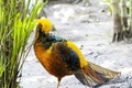 Chrysolophus pictus, golden pheasant beautiful bird with very colorful plumage, golds, blues, greens, mexico Royalty Free Stock Photo