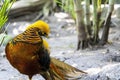 Chrysolophus pictus, golden pheasant beautiful bird with very colorful plumage, golds, blues, greens, mexico Royalty Free Stock Photo