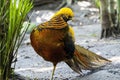 Chrysolophus pictus, golden pheasant beautiful bird with very colorful plumage, golds, blues, greens, mexico Royalty Free Stock Photo