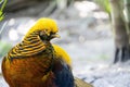 Chrysolophus pictus, golden pheasant beautiful bird with very colorful plumage, golds, blues, greens, mexico