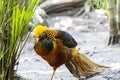 Chrysolophus pictus, golden pheasant beautiful bird with very colorful plumage, golds, blues, greens, mexico Royalty Free Stock Photo