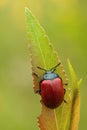 Chrysomela populi beetle Royalty Free Stock Photo